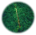 Wherefore sustainability: Nature’s torch > Content Section Type