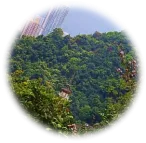 Wherefore sustainability: Nature’s torch > Content Section Type