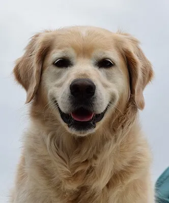 Wherefore sustainability: Nature’s torch > Content Section Type