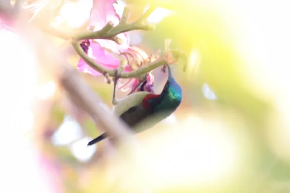 You Will See a Hoopoe 