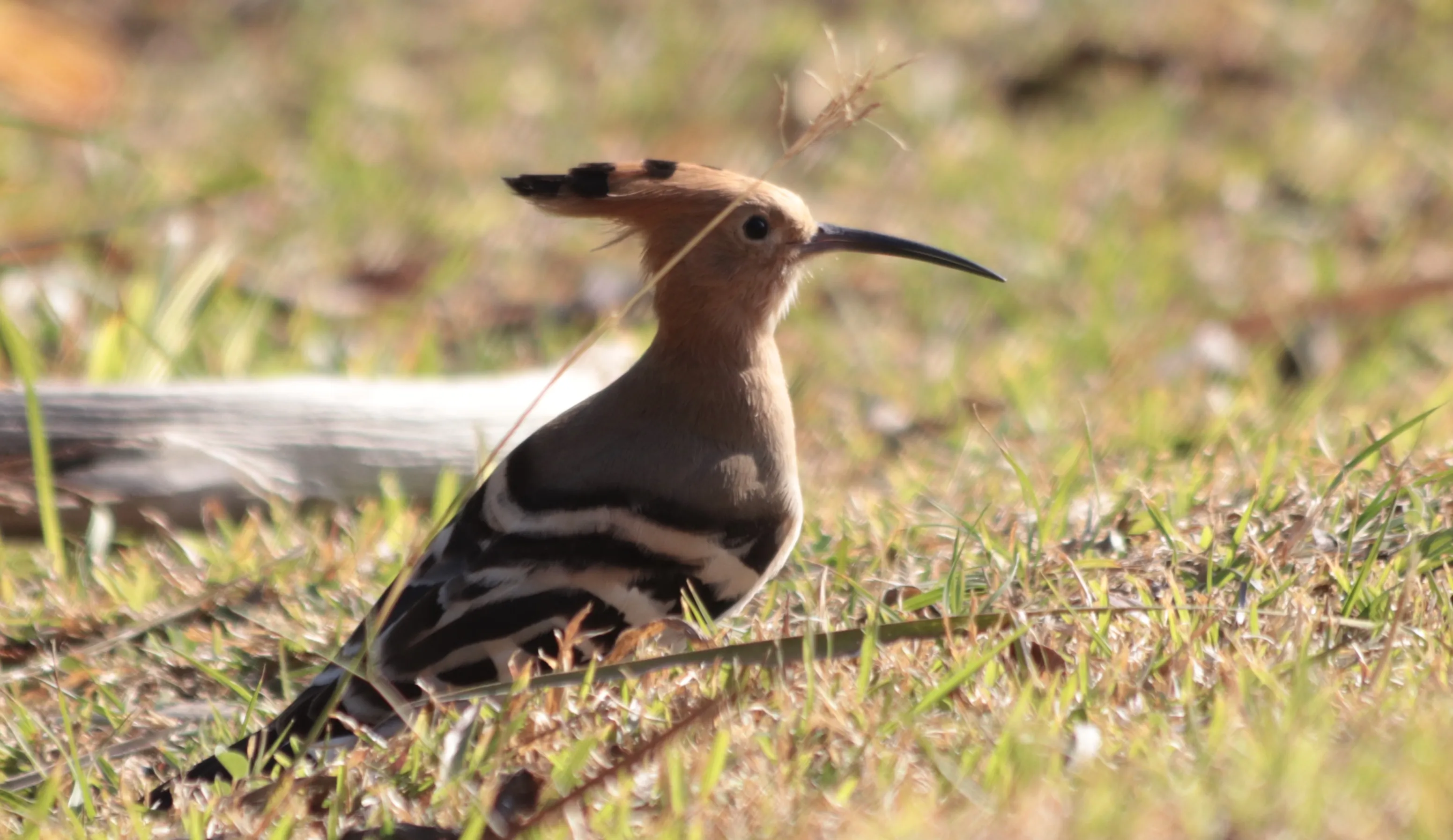 You Will See a Hoopoe 