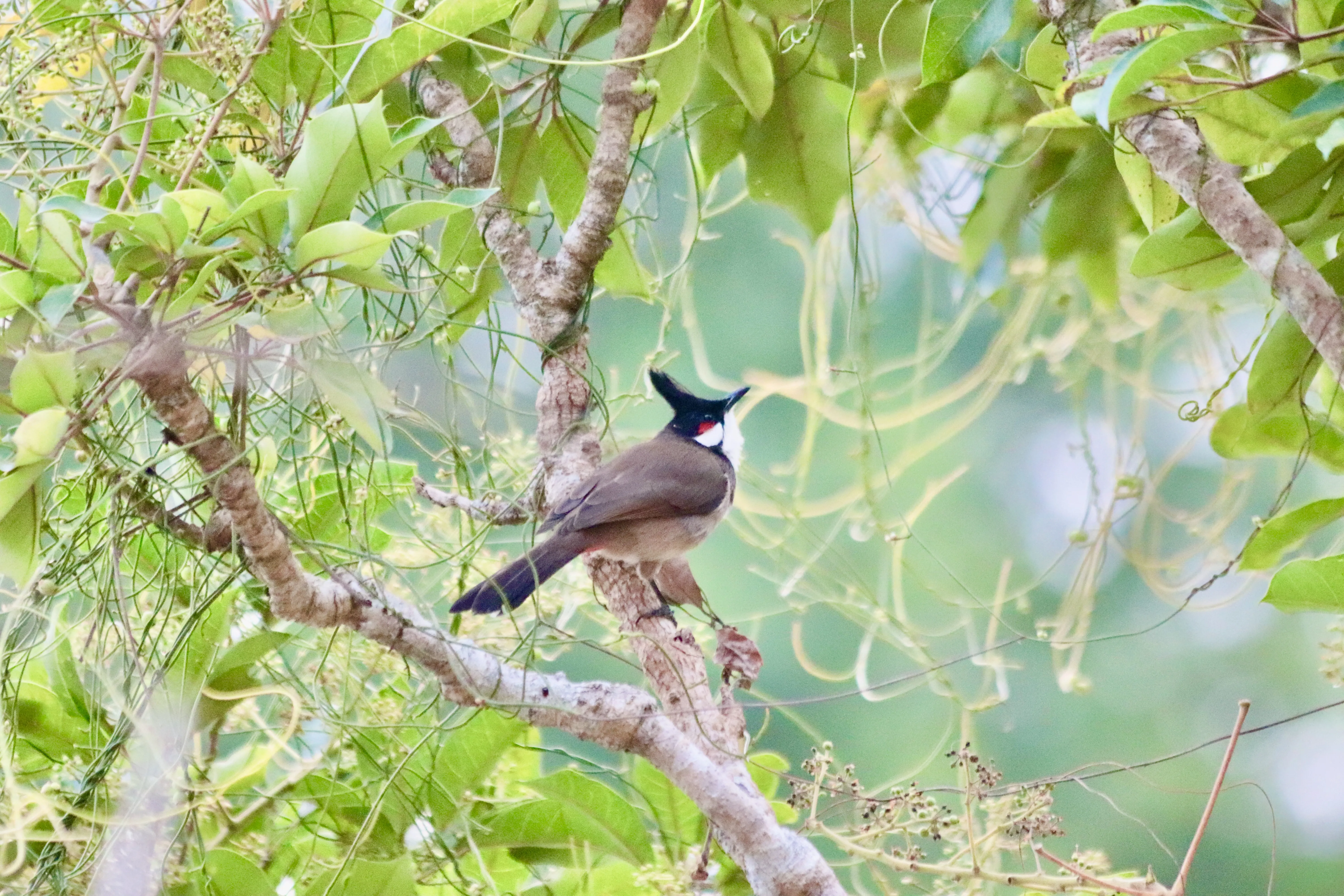 You Will See a Hoopoe 