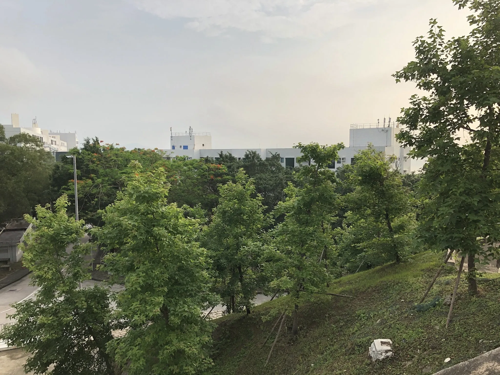 Internet of Tree Things