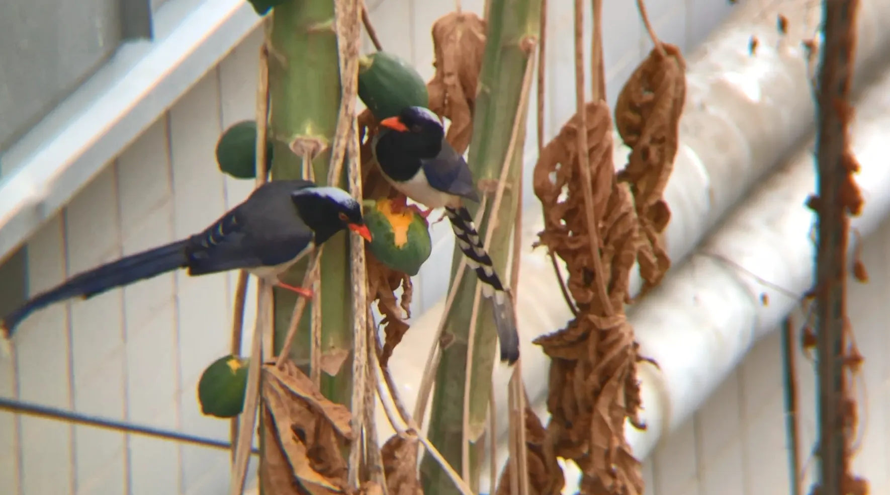 You Will See a Hoopoe 